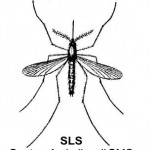 SLS czyli System Lokalizacji SMS
